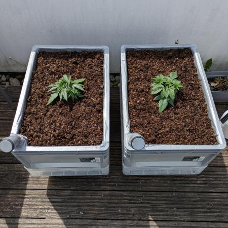 Roof terrace 2026