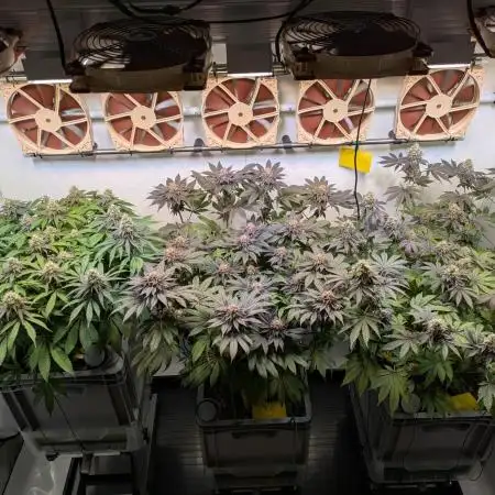 Indoor Photoperiod Run #6 (2025/2026)