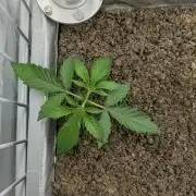 Chempie - 4 weeks Veg
