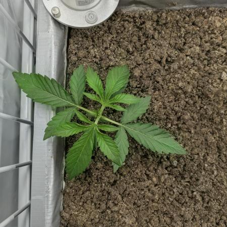 Chempie - 4 weeks Veg