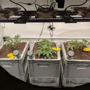 Indoor Photoperiod Run #5 (2025/2026)