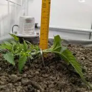 Chempie - 4 weeks Veg