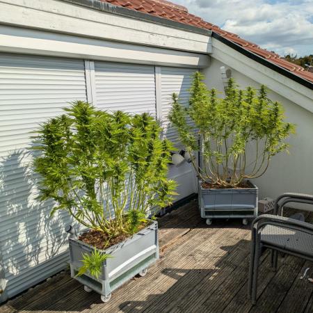 Roof terrace 2026