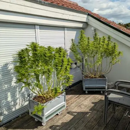 Roof terrace 2026