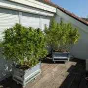 Roof terrace 2026