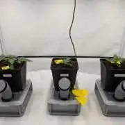 Indoor Photoperiod Run #6 (2025/2026)