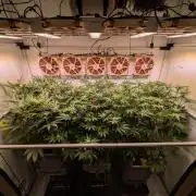 Indoor Photoperiod Run #5 (2025/2026)