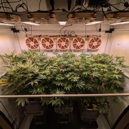 Indoor Photoperiod Run #5 (2025/2026)