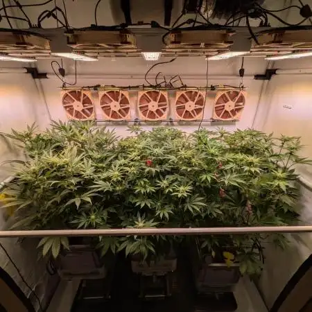 Indoor Photoperiod Run #5 (2025/2026)