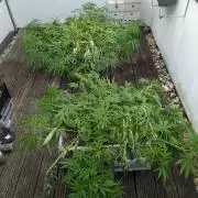 Roof terrace 2026