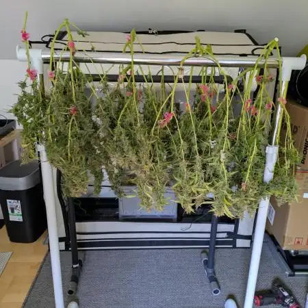 Delicious Candy Auto