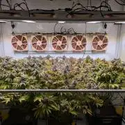 Indoor Photoperiod Run #4 (2025)