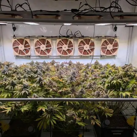 Indoor Photoperiod Run #4 (2025)