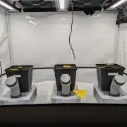 Indoor Photoperiod Run #6 (2025/2026)