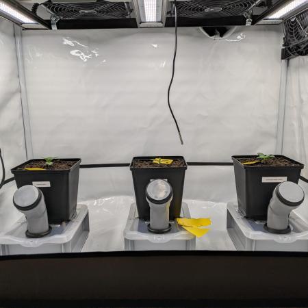 Indoor Photoperiod Run #6 (2025/2026)