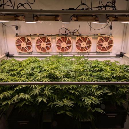 Indoor Photoperiod Run #4 (2025)