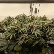 The Tropical Ice Cream One - F026