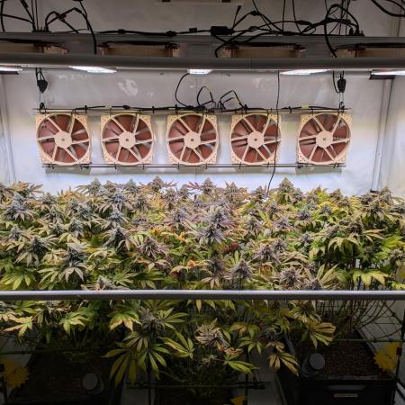 Indoor Photoperiod Run #4 (2025)