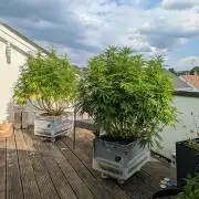 Roof terrace 2026