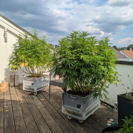 Roof terrace 2026