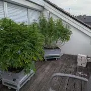 Roof terrace 2026