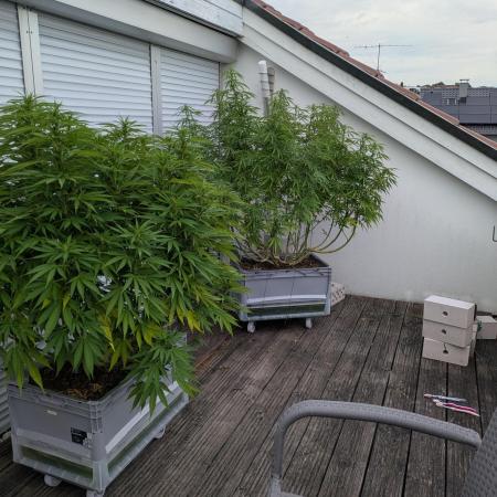 Roof terrace 2026