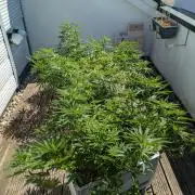 Roof terrace 2026