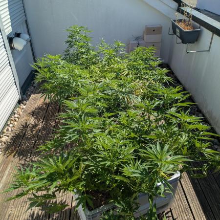 Roof terrace 2026