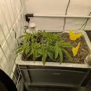 Chempie - "4 weeks" Veg (he said)