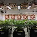 Indoor Photoperiod Run #4 (2025)