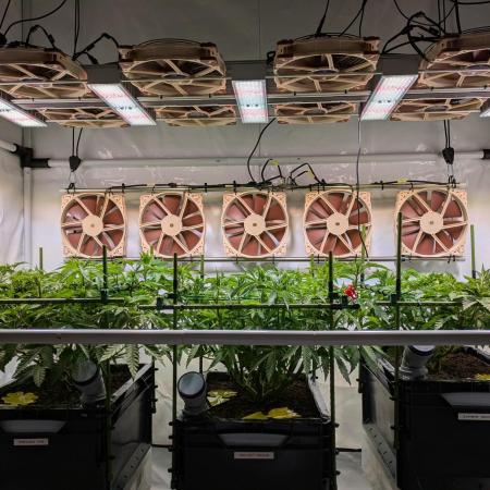 Indoor Photoperiod Run #4 (2025)