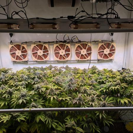 Indoor Photoperiod Run #4 (2025)