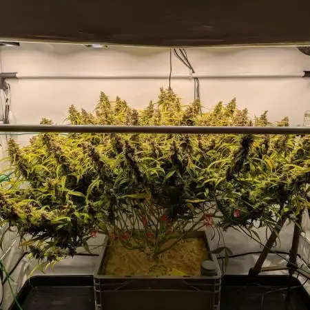 Delicious Candy Auto