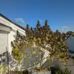 Roof terrace 2025