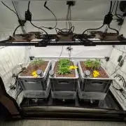 Indoor Photoperiod Run #5 (2025/2026)