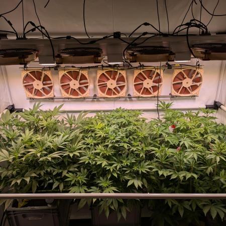 Indoor Photoperiod Run #5 (2025/2026)