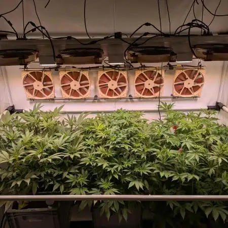 Indoor Photoperiod Run #5 (2025/2026)