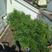 Roof terrace 2026