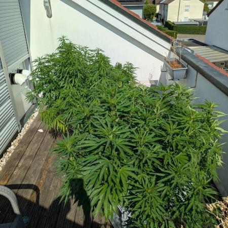 Roof terrace 2026