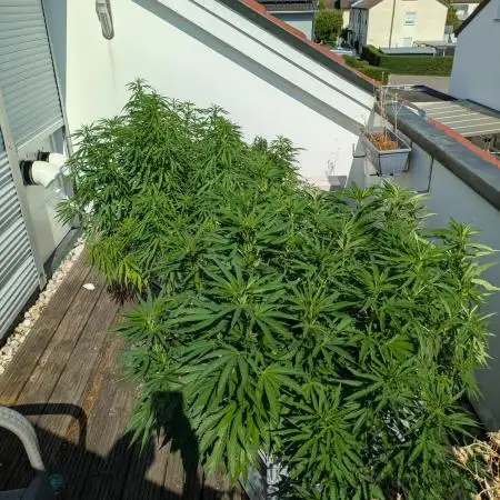 Roof terrace 2026