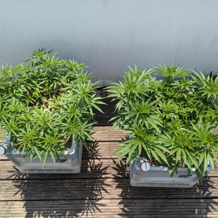 Roof terrace 2026