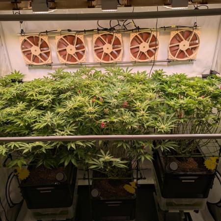 Indoor Photoperiod Run #4 (2025)