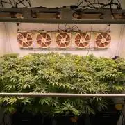 Indoor Photoperiod Run #4 (2025)