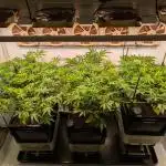 Indoor Photoperiod Run #4 (2025)