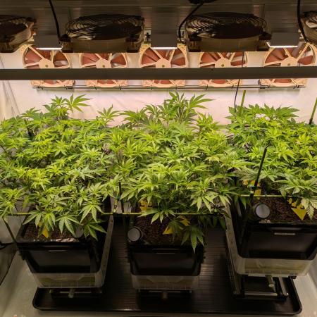 Indoor Photoperiod Run #4 (2025)