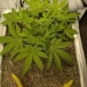 Zombie Kush - 4 weeks Veg