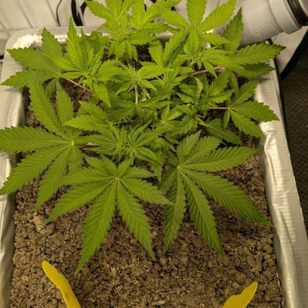 Zombie Kush - 4 weeks Veg