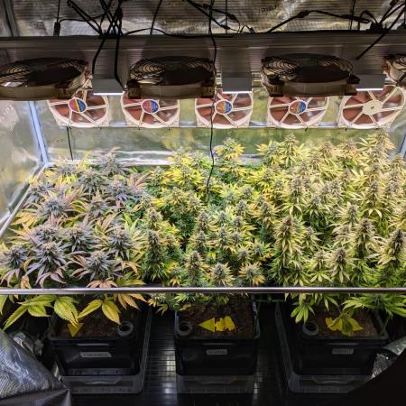 Indoor Photoperiod Run #2 (2024/2025)