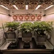 Indoor Photoperiod Run #5 (2025/2026)