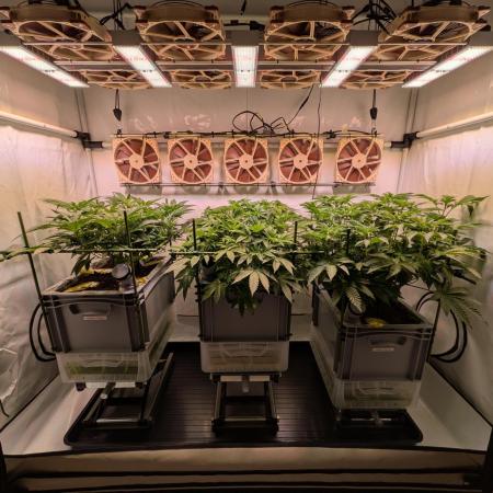 Indoor Photoperiod Run #5 (2025/2026)